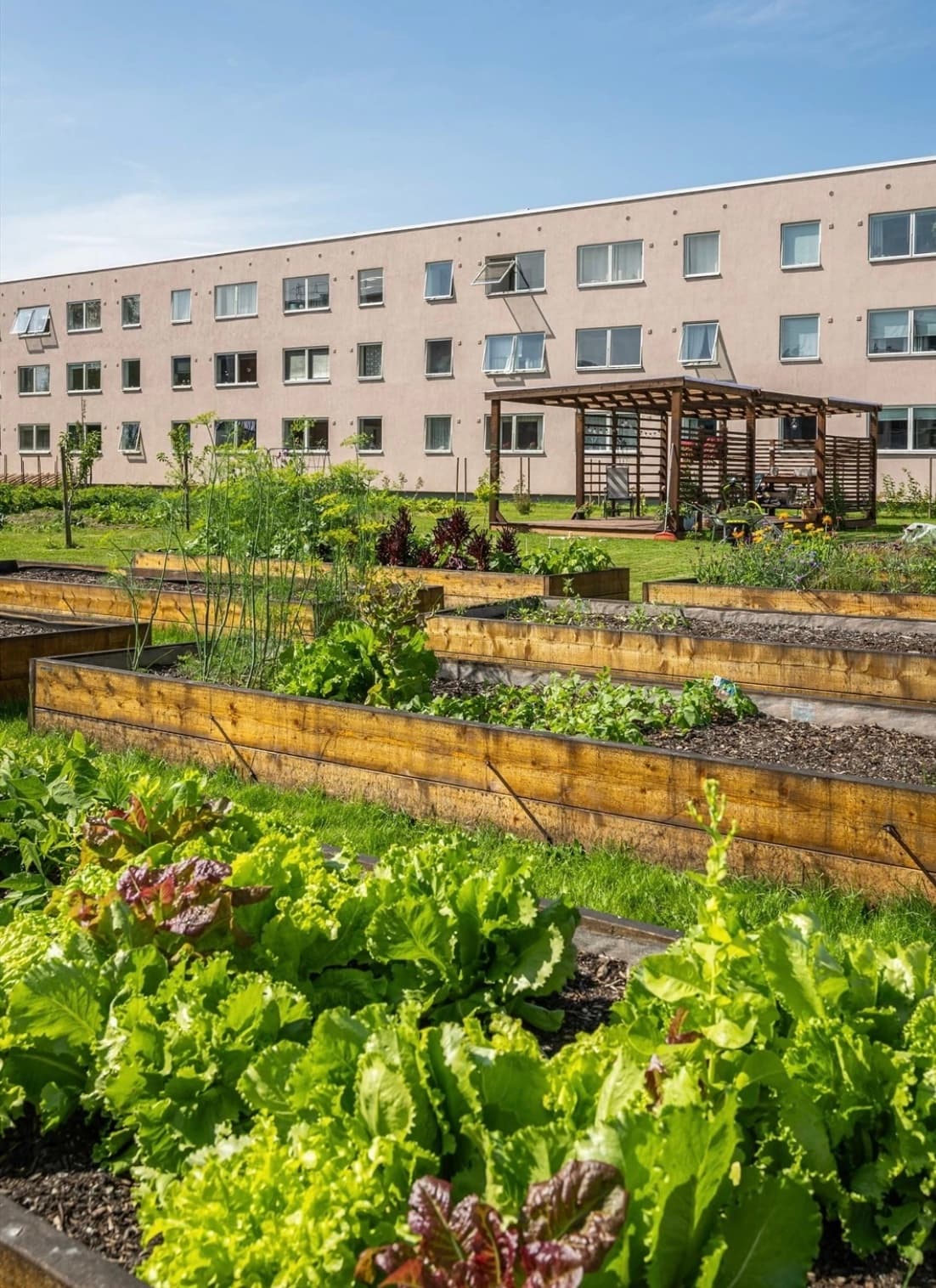 Borettslaget etablerte eget Samdyrkelag i 2024 - her har du mulighet til å plante din egne salat, grønnsaker eller urter. Foto: Heidi Hexeberg Larsen.