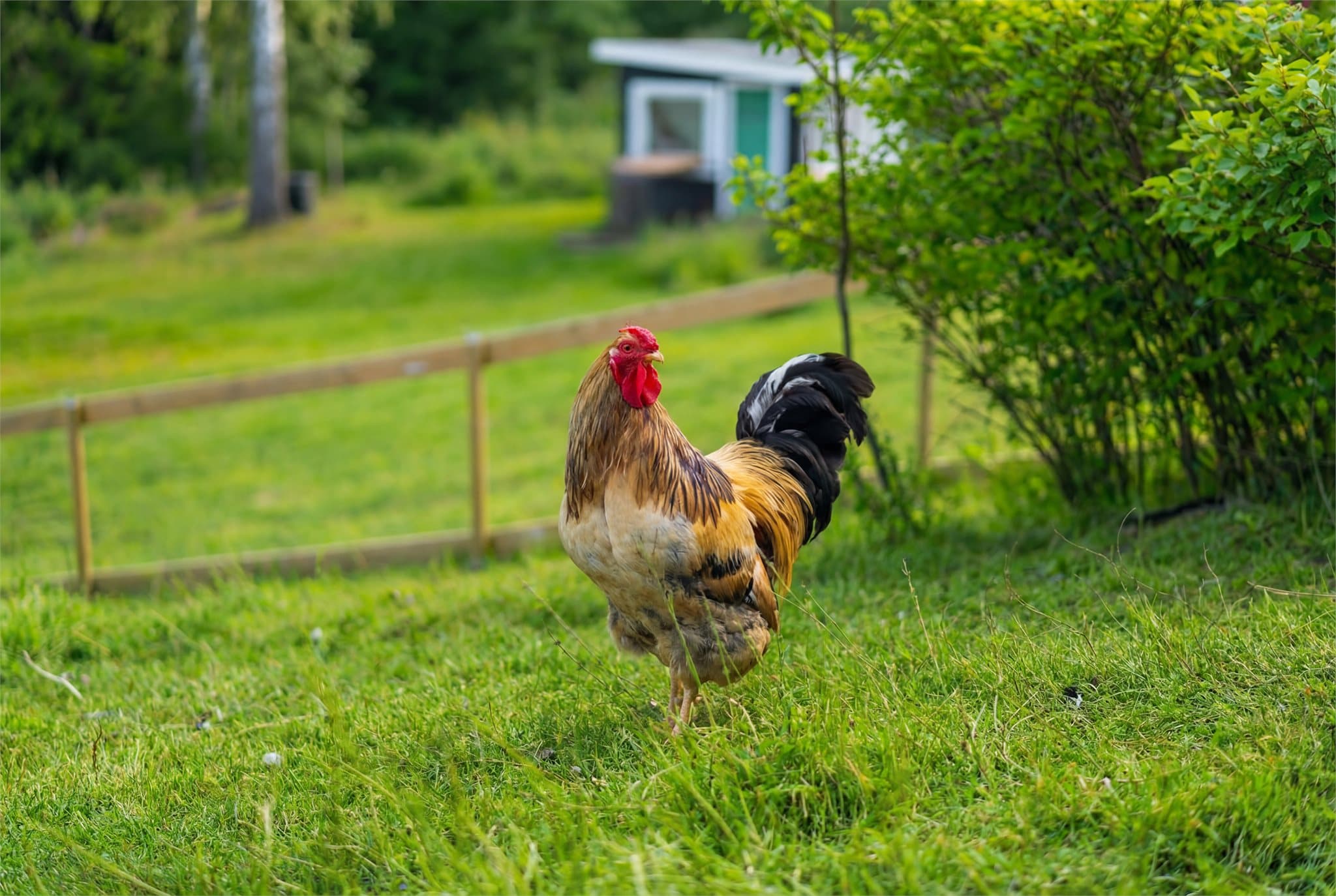 Her kan man fint oppfylle småbruksdrømmen med bl.a. høner.