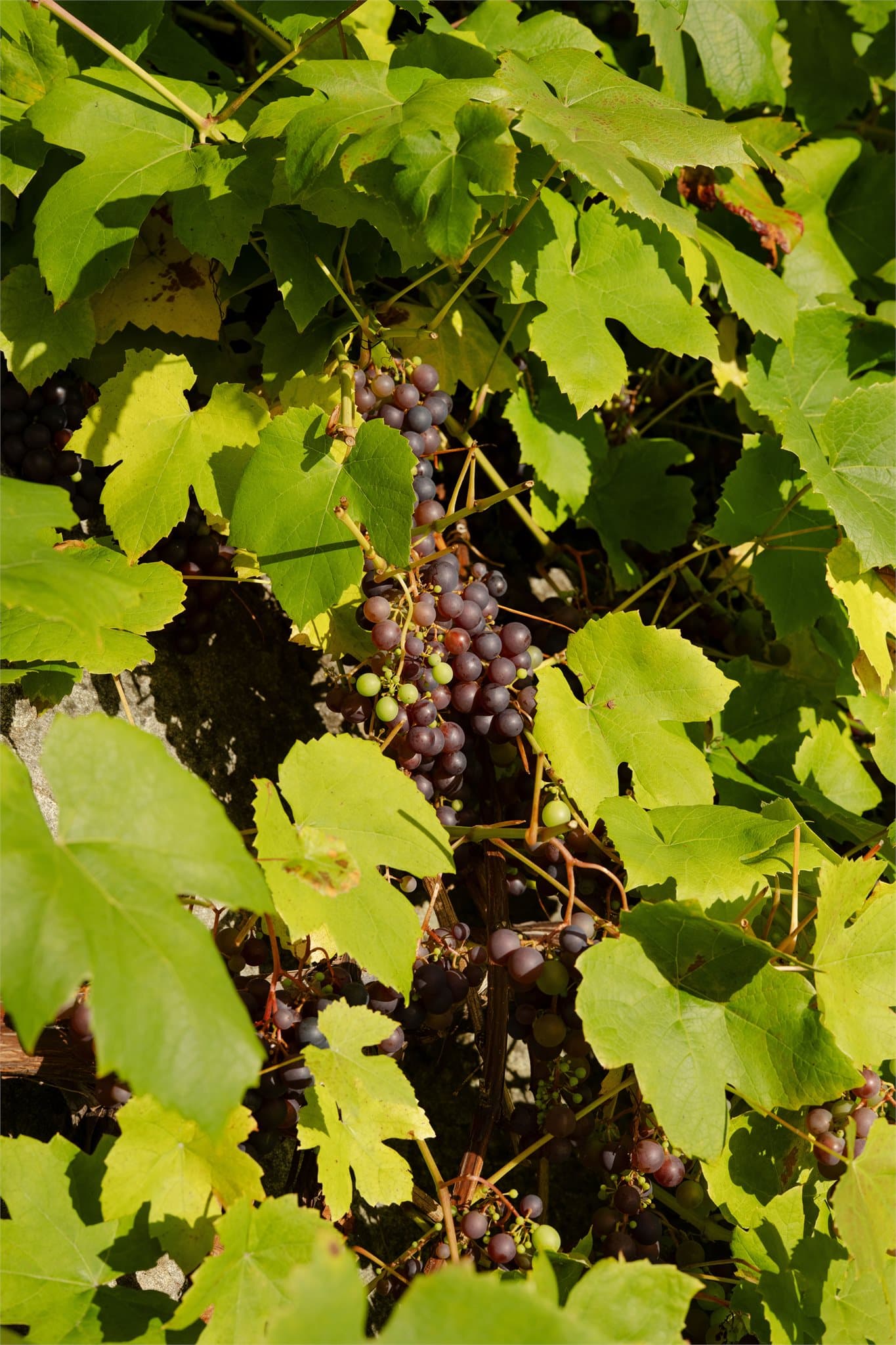 Frodige drueplanter på eiendommens nedre del.