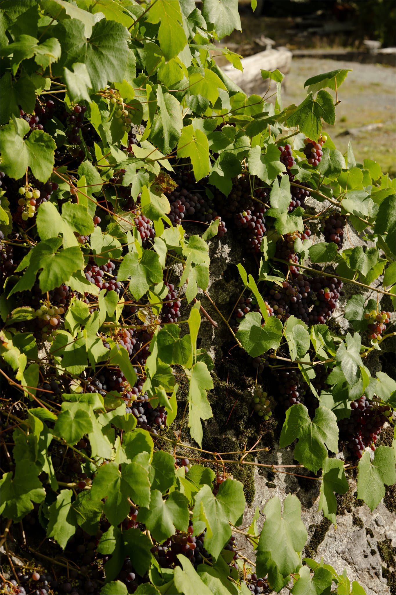 Drueplanter klatrer langs natursteinsmuren og berget.