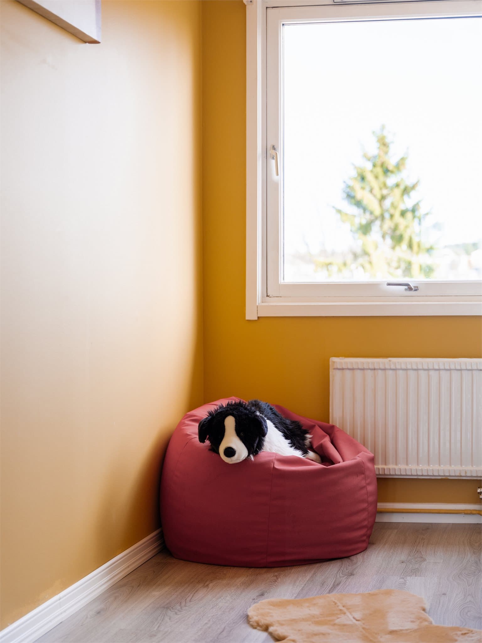 Det er tillatt med dyrehold i borettslaget!