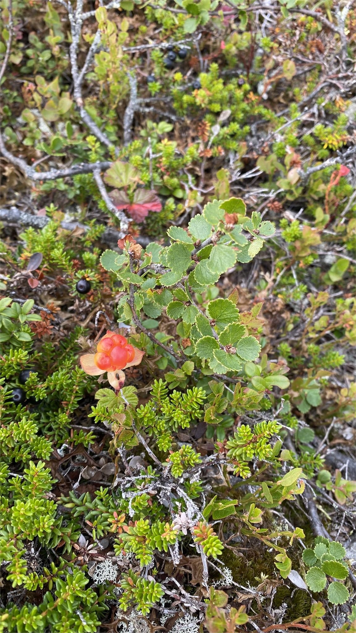 Er du ute i riktig tid så er flere av myrene rundt Rognåsen dekket av skogens gull - Multer blir kalt skogens gull og regnes som kongen av alle bær, med den unike smaken av både sødme og syrlighet.