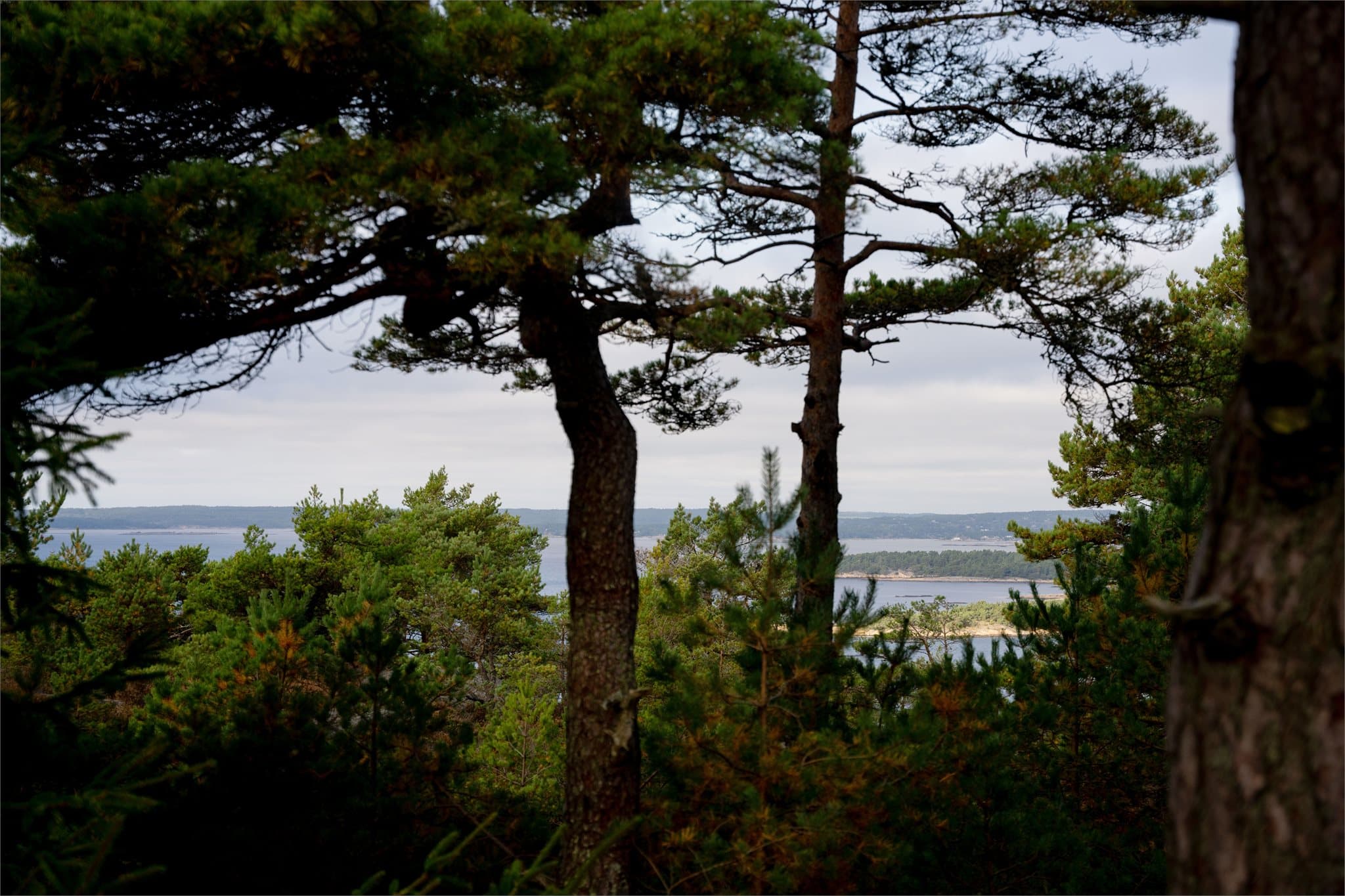 Utsyn mot fjorden mellom furustammene.