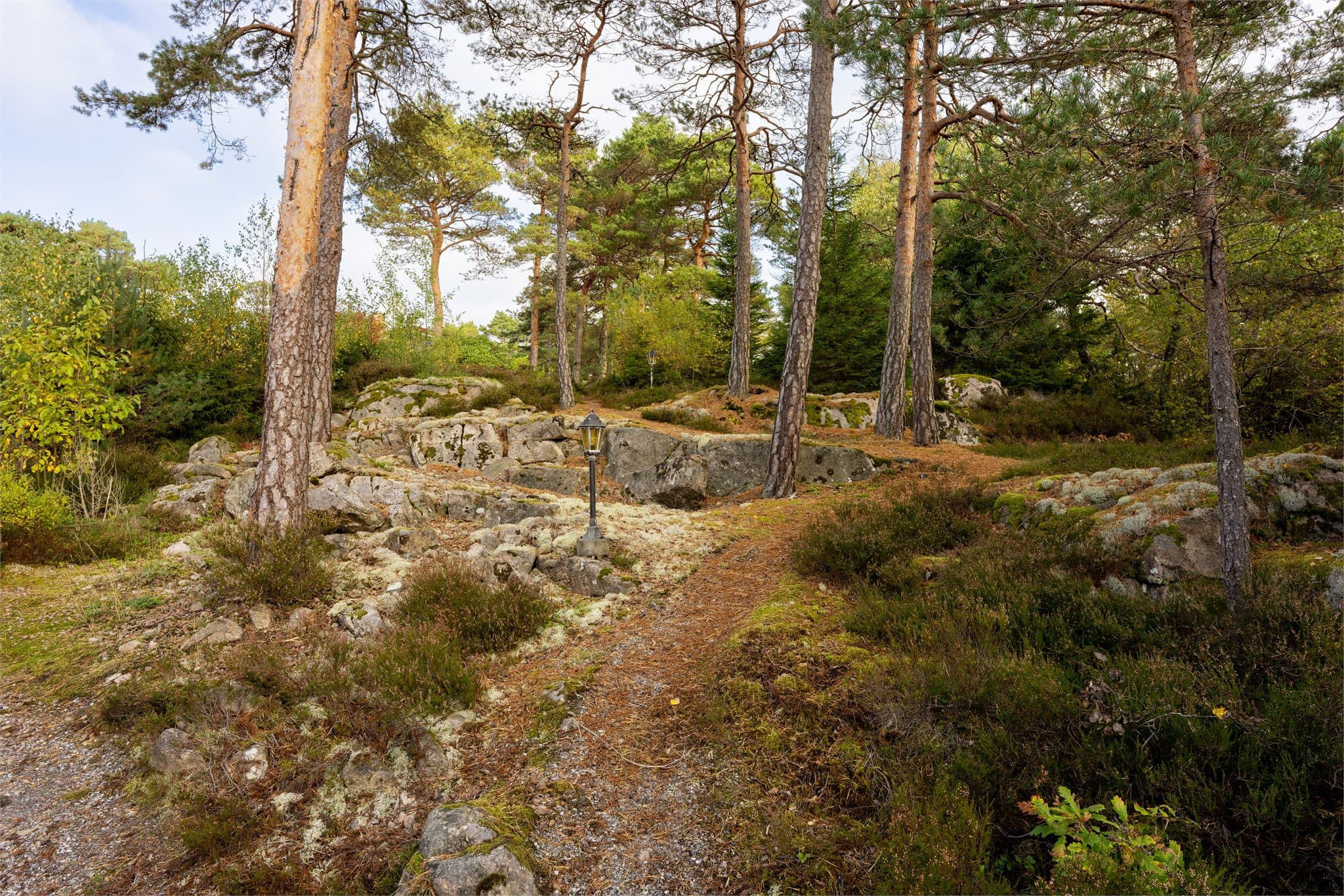 Kuppert naturtomt med fjellknauser, mosegrodde berg og furuskog.