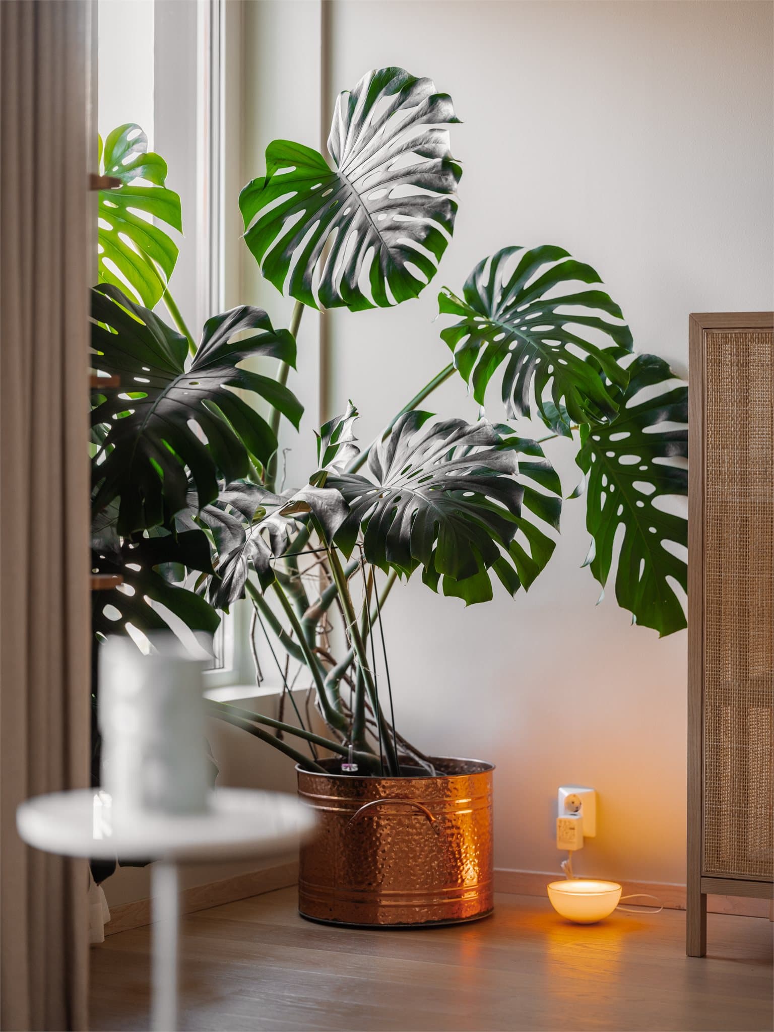 Plantene trives svært godt som følge av de store vinduene som gir rikelig med lys.