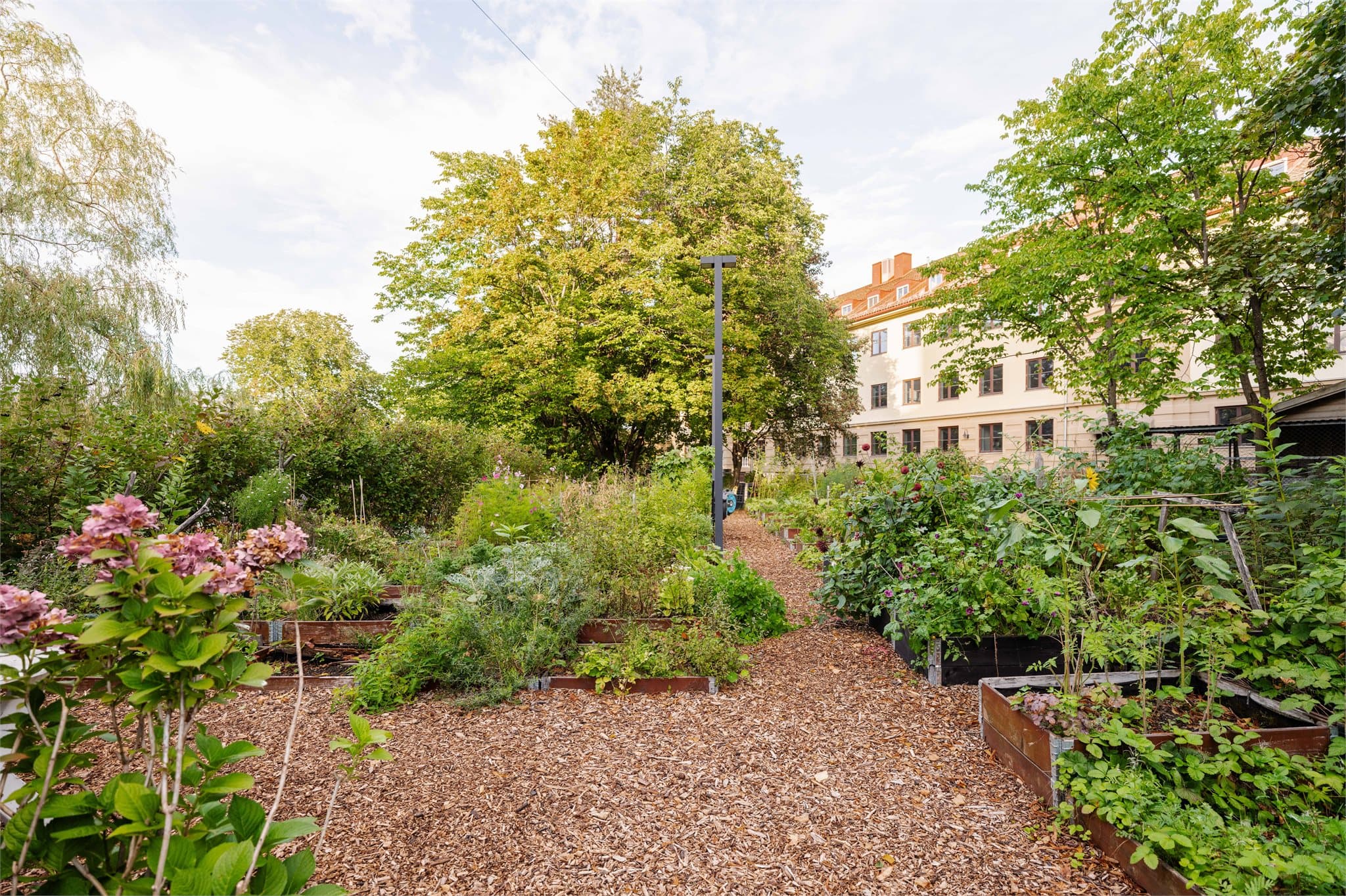 Frodige parsellhager med blomster og grønne vekster. Borettslaget leier ut parsellene til beboerne