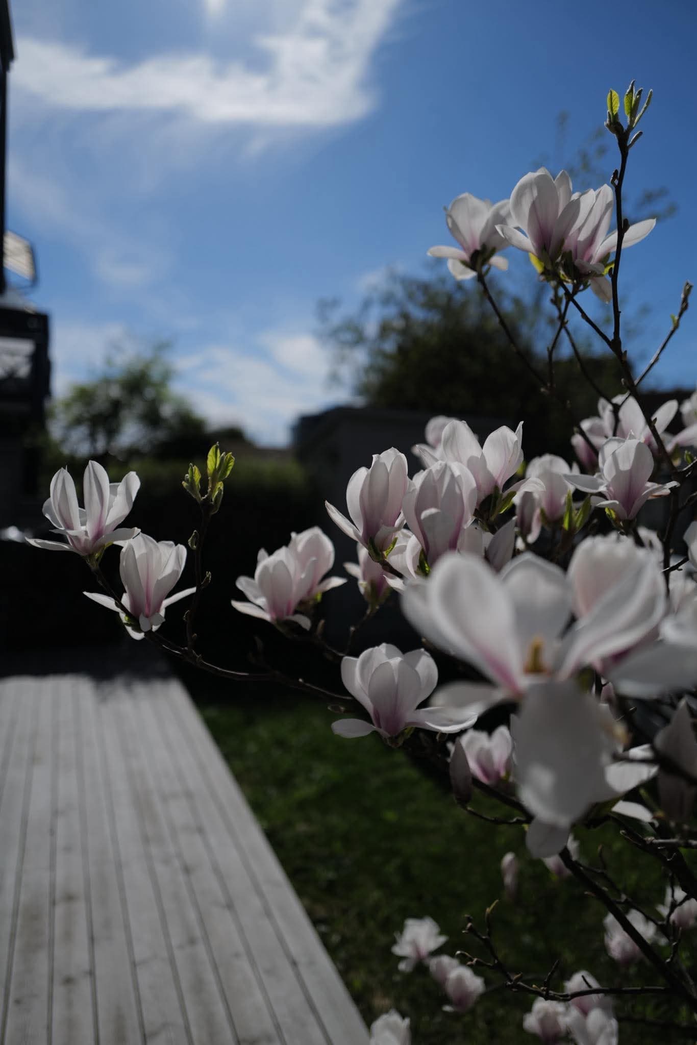 Vakre magnoliablomster setter sitt preg på den frodige hagen om våren.