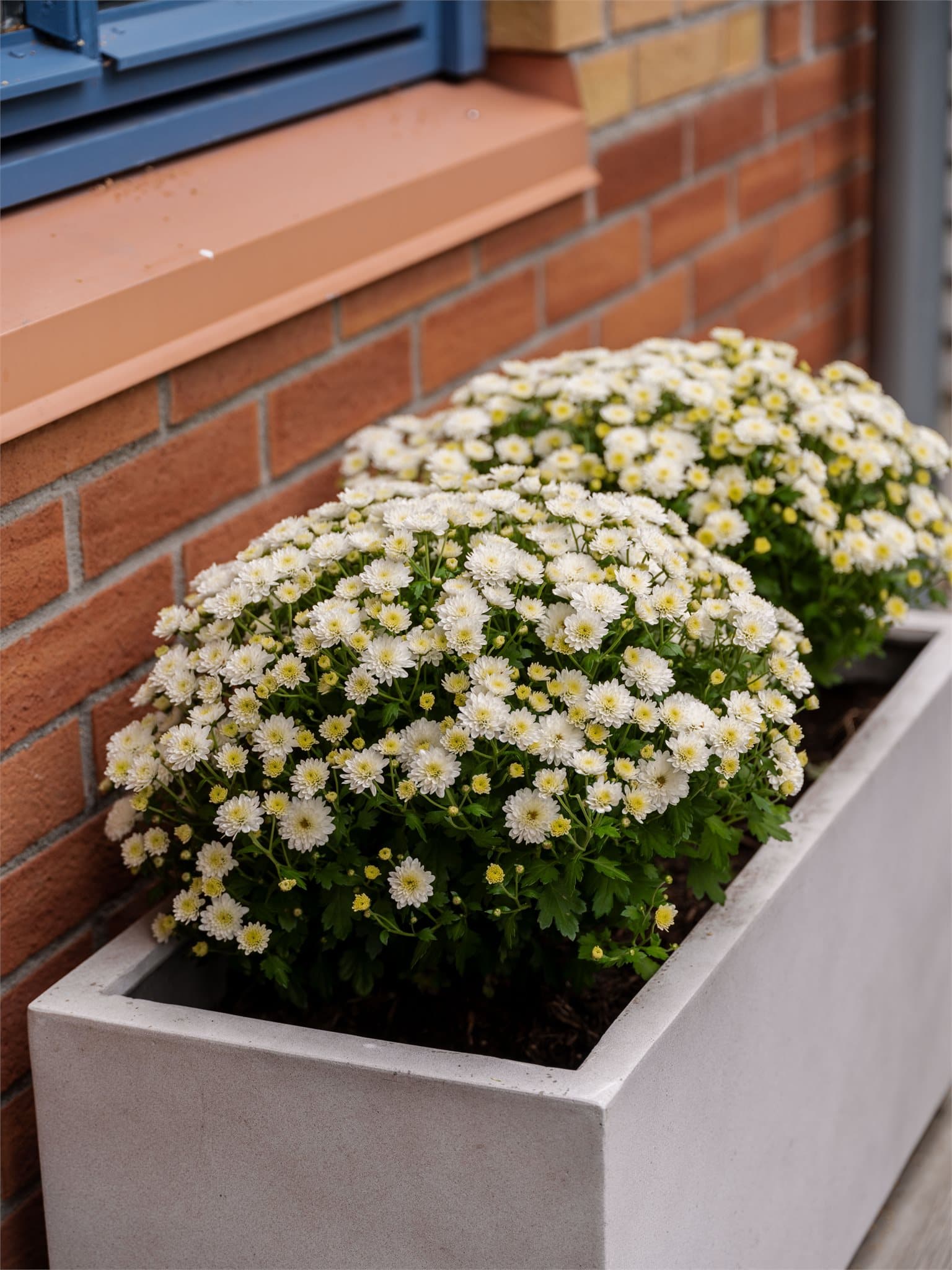 Terrassen er pyntet med grønne planter som gir en lun og innbydende ramme.