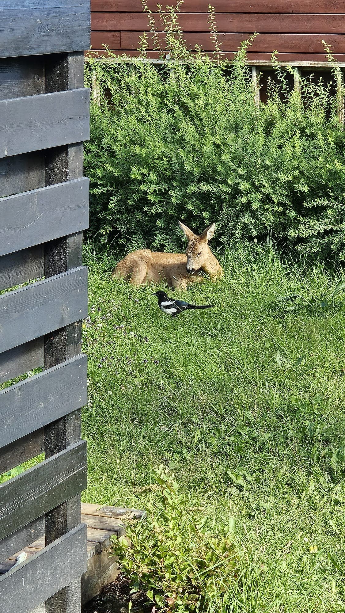 (Selgers bilde)Nærheten til Østmarka merkes i hverdagen, som når rådyr titter innom hagen – et ekte eldorado for småbarnsfamilier.