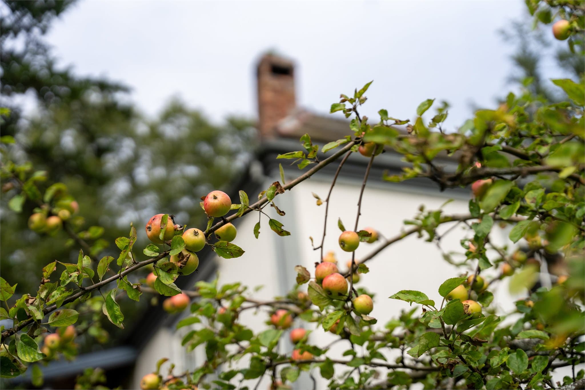 Her kan du høste epler fra egen hage. Du finner også andre sorter bær og frukt som rips, solbær, jordbær, moreller, plommer, pærer, stikkelsbær, potet, rabarbra - for å nevne noen.
