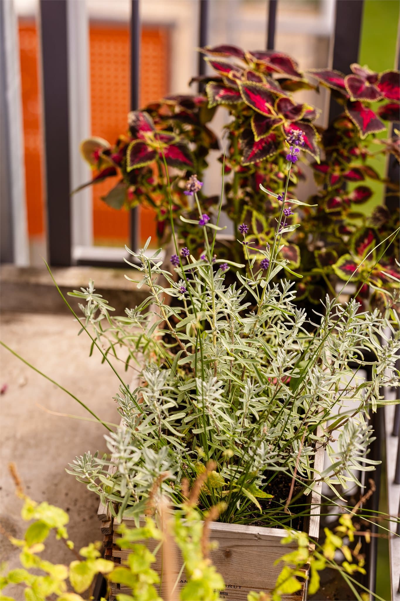 Det er flere som trives på balkongen! De gode solforholdene gir ypperlige vekstvilkår for blomstene.