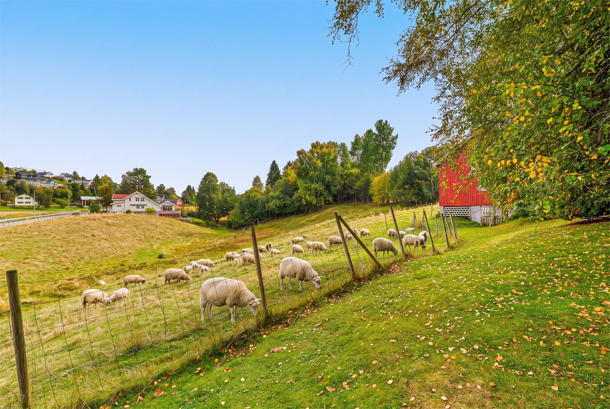 Store, åpne arealer gir fine muligheter for deg som ønsker å ha dyr. (Bildet er digitalt redigert med sauer, avvik kan forekomme)