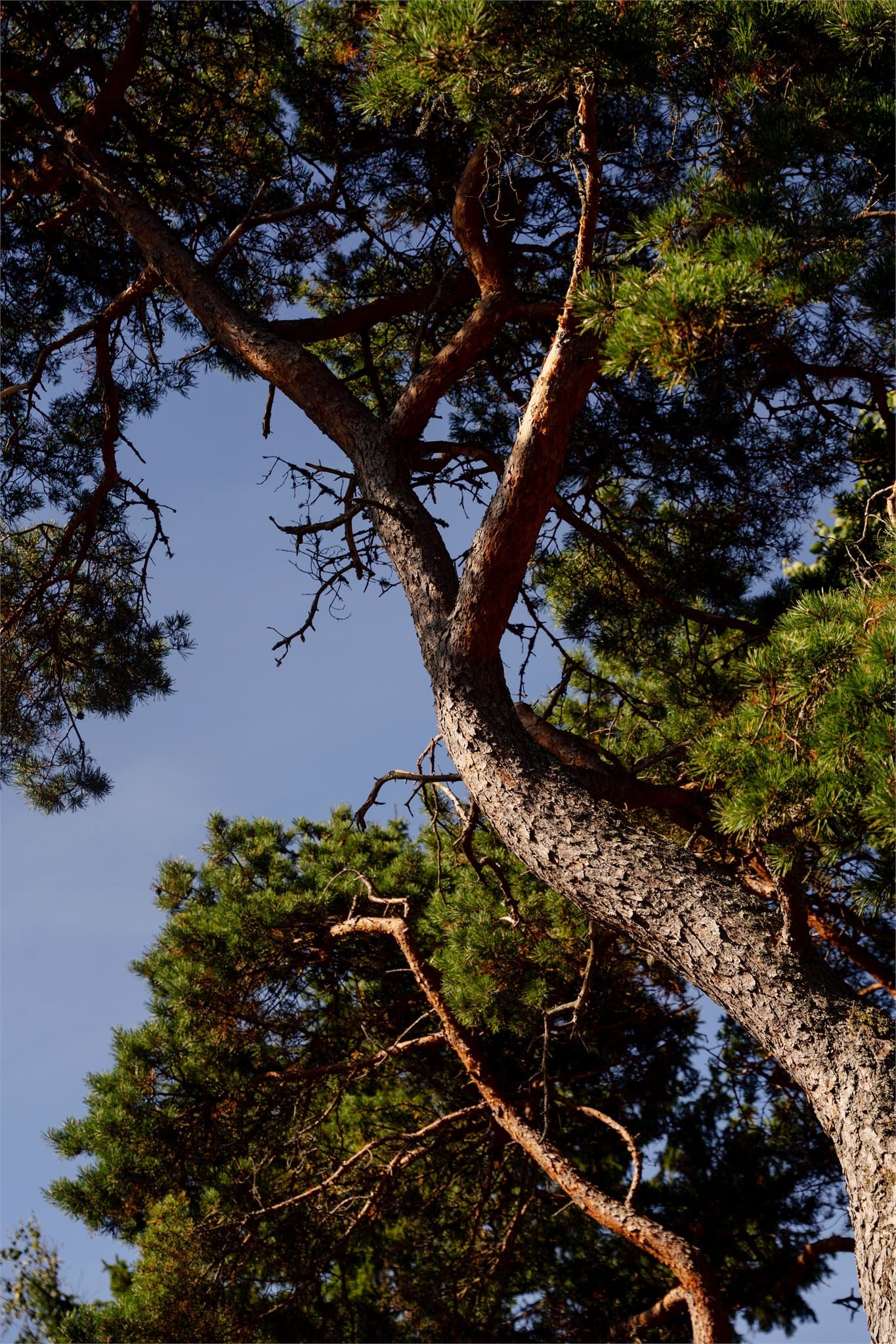Vakker kystfuru som preger den lune naturtomten.