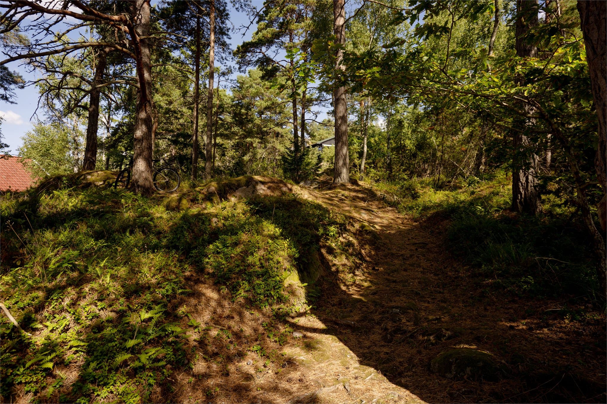 Natursti gjennom skogsterrenget opp mot hytta.