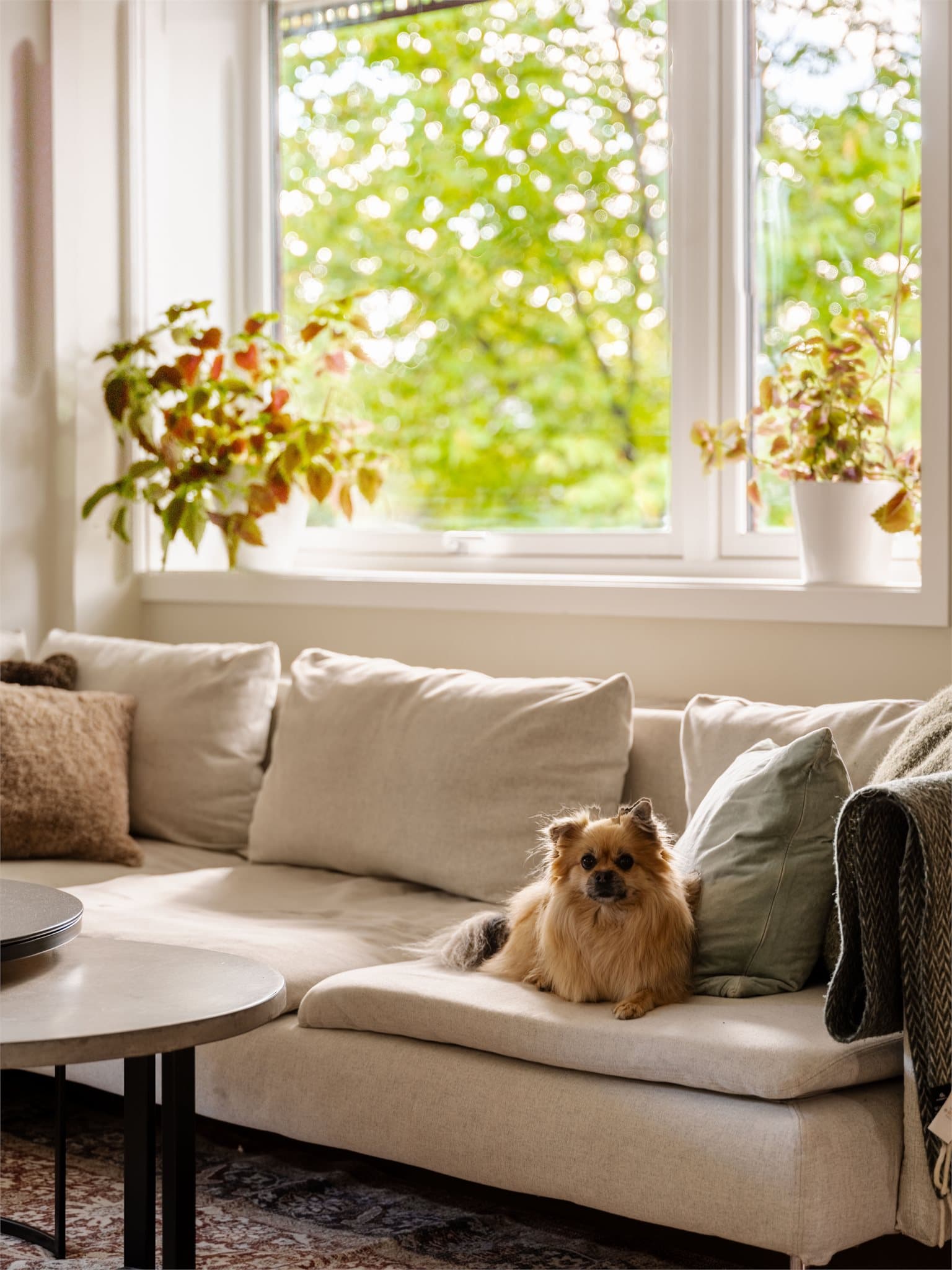 God plass til en romslig sofakrok ved de store vindusflatene.