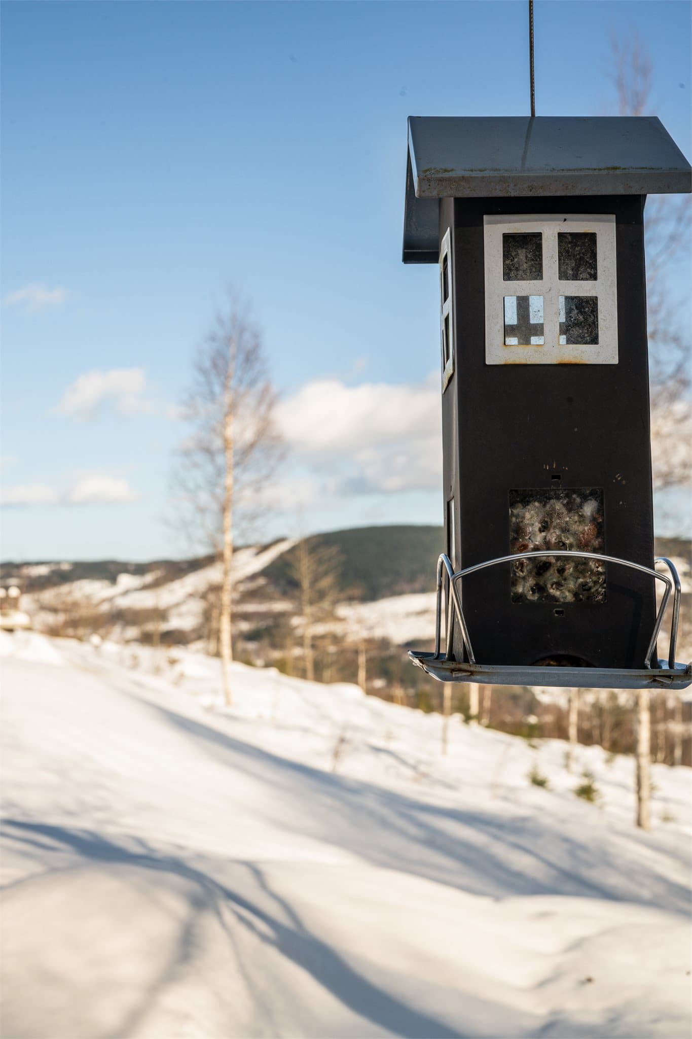 Småfuglene trives godt i Rognstadkollvegen 12 - Livlige meisefugler med sine karakteristiske blå og gule fjærdrakter, små spurver som hopper lett mellom grenene, og kanskje noen nysgjerrige dompaper med sine varme røde toner.