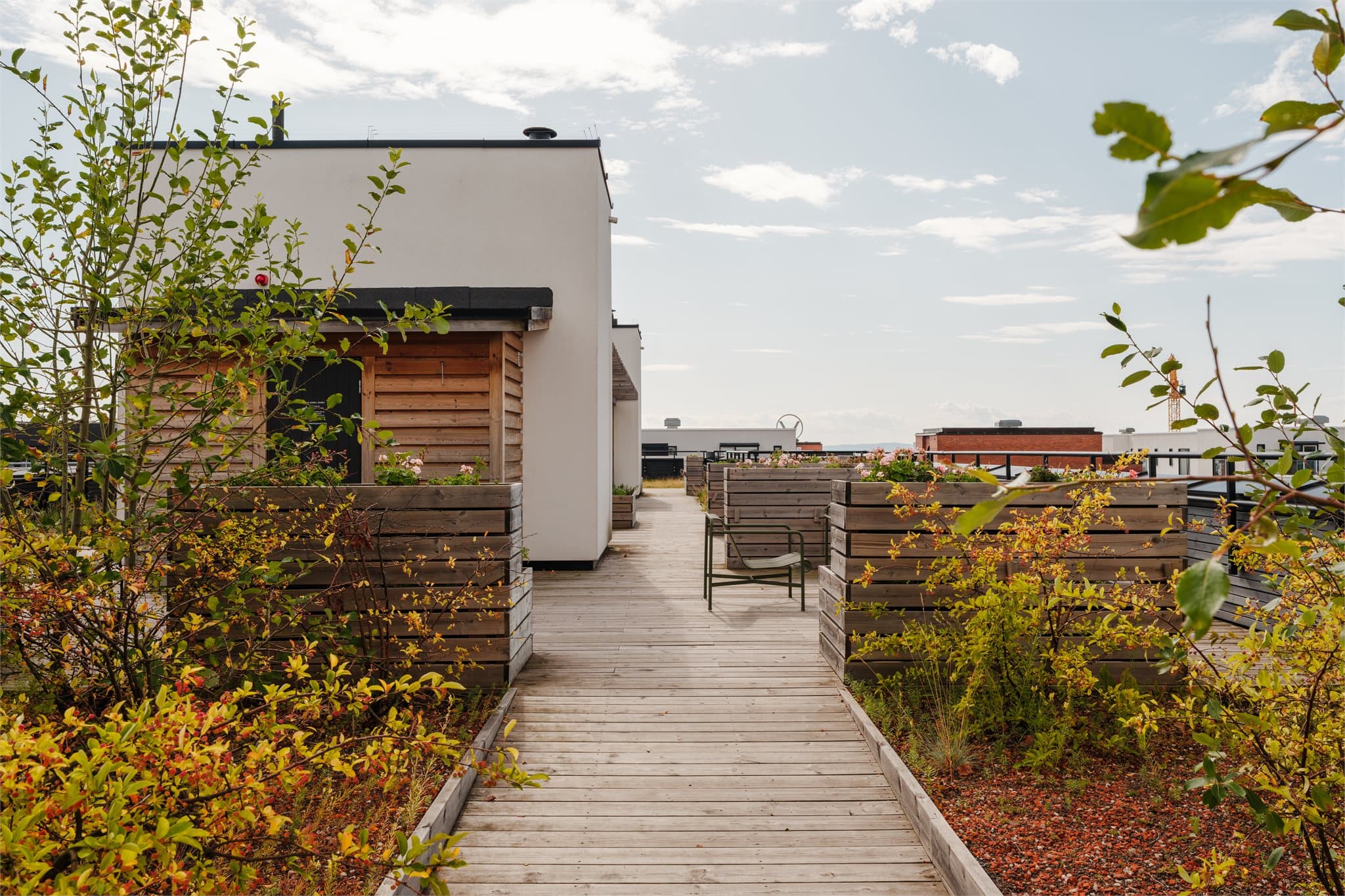 Felles takterrasse med frodig beplantning og sittegrupper.