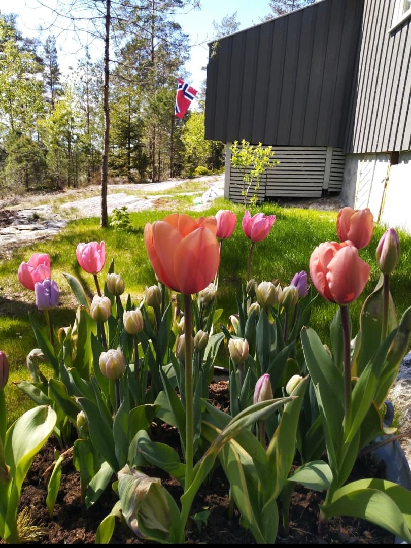 Vårblomstring på eiendommen.