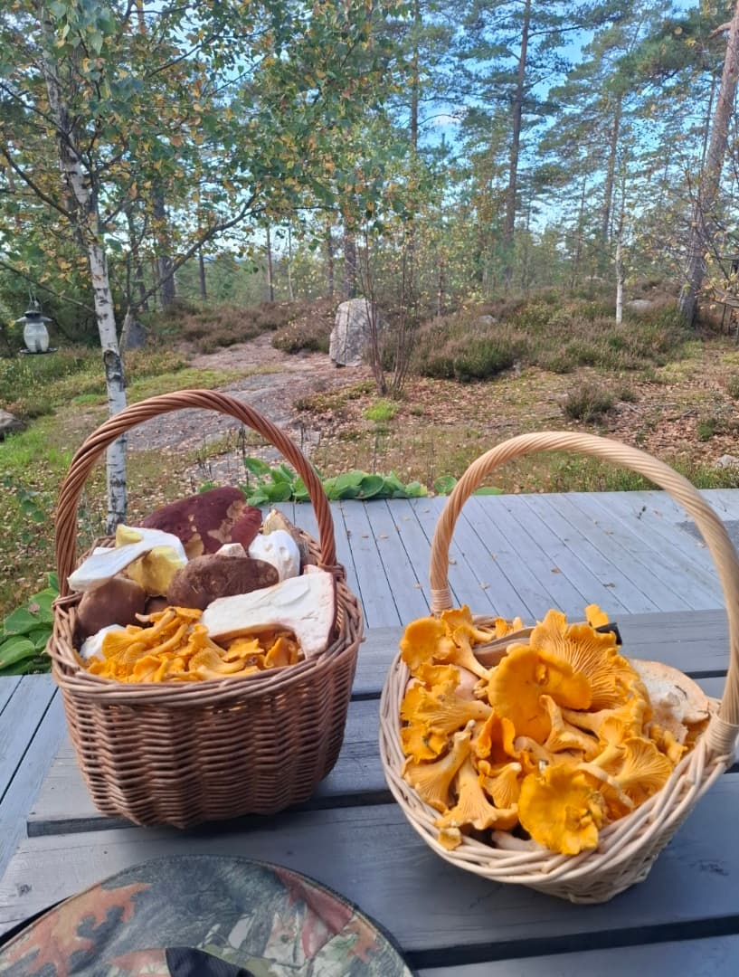 Gode muligheter for å finne både kantarell og steinsopp (tatt av selger)