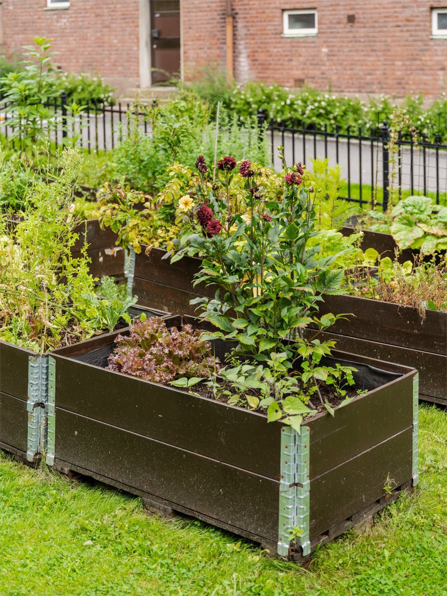 Mulighet for dyrking i felles plantekasser i borettslagets bakgård.