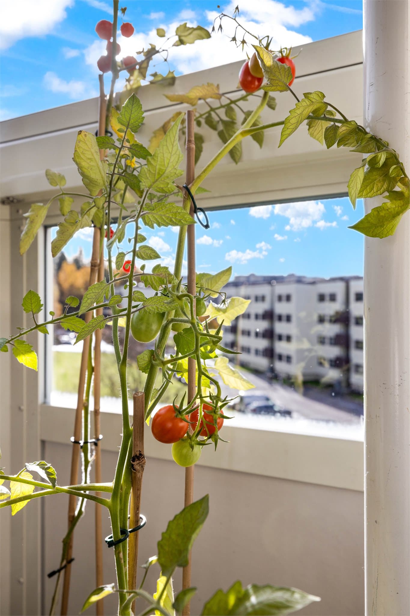 Innglassingen gir ly for vær og vind, og gjør det mulig å dyrke egne planter.