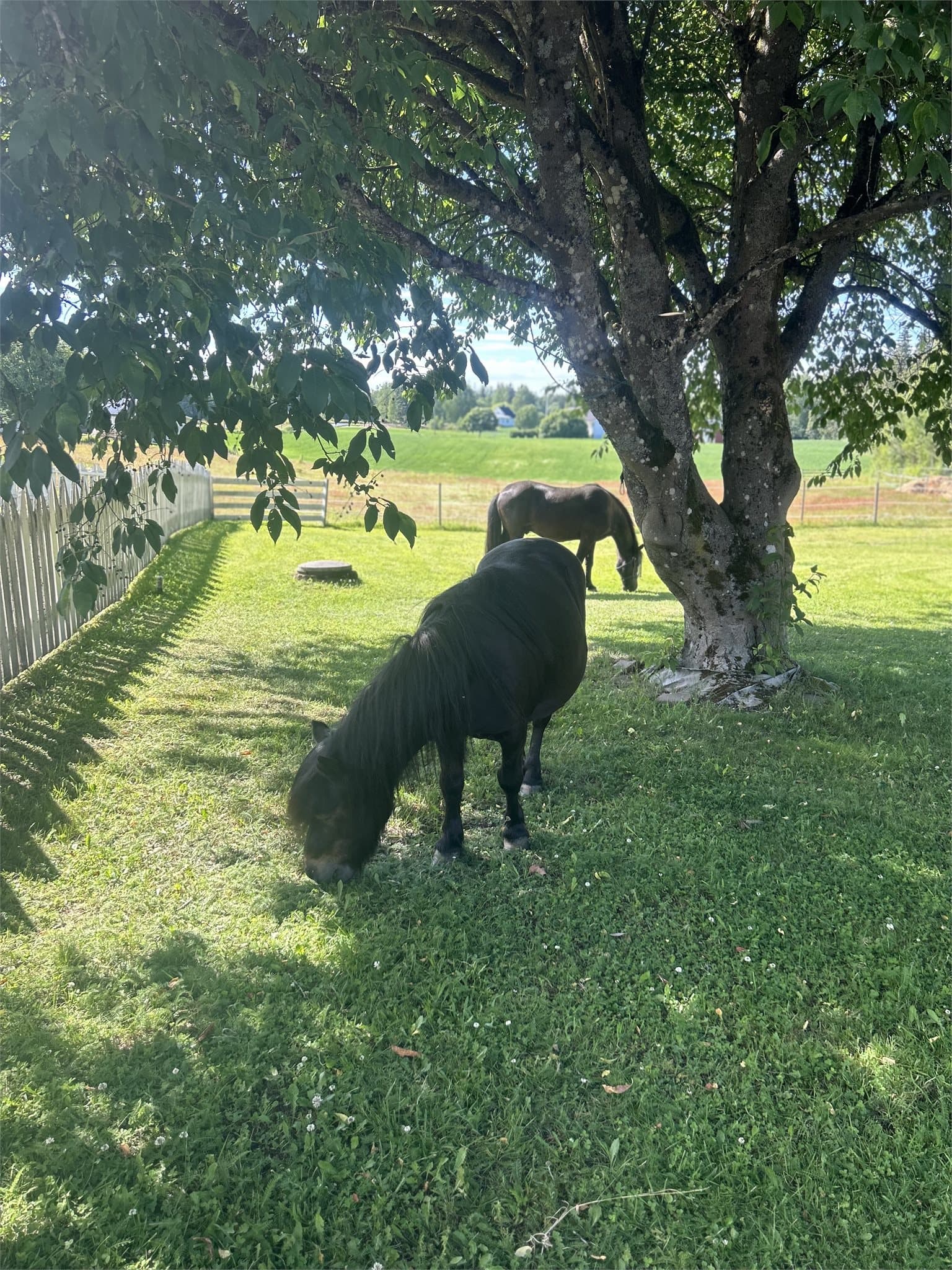Her vil både to- og firbente trives. Selgers private bilde.